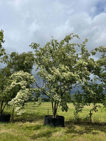 Cornus kousa 500-600 cm container meerstammig solitair - afbeelding 2