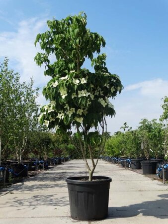 Cornus k. 'Schmetterling' (White Fountain) 175-200 cm cont. 90L meerstammig - afbeelding 1