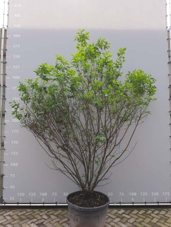 Halesia carolina 250-300 cm container meerstammig - afbeelding 1