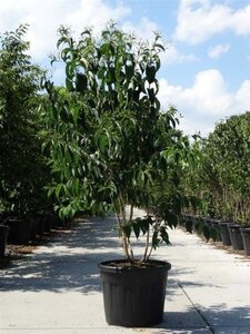 Heptacodium miconioides 175-200 cm cont. 90L meerstammig - afbeelding 3