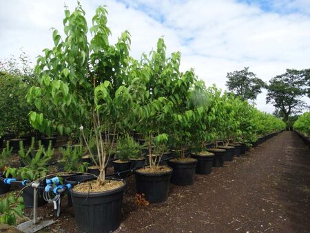 Heptacodium miconioides 175-200 cm cont. 90L meerstammig - afbeelding 2