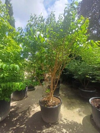 Heptacodium miconioides 200-250 cm container meerstammig - afbeelding 3