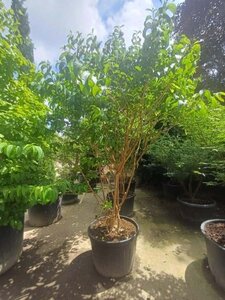 Heptacodium miconioides 200-250 cm container meerstammig - afbeelding 3