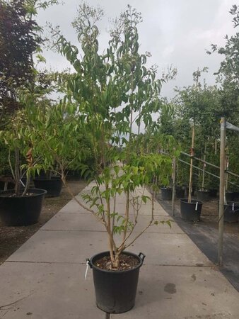 Heptacodium miconioides 200-250 cm container meerstammig - afbeelding 2