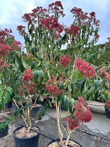 Heptacodium miconioides 200-250 cm container meerstammig - afbeelding 1