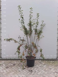 Malus 'Red Sentinel' 200-225 cm draadkluit meerstammig - afbeelding 1