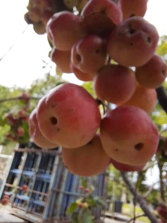 Malus 'Red Sentinel' 200-225 cm draadkluit meerstammig - afbeelding 2