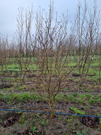 Magnolia stellata 150-175 cm draadkluit meerstammig