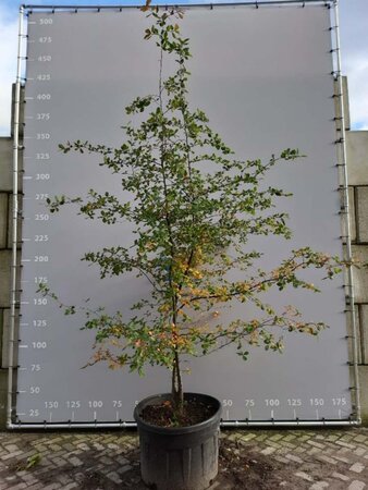 Nyssa sylvatica 250-300 cm container meerstammig - afbeelding 3