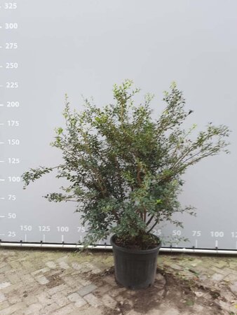 Osmanthus burkwoodii 125-150 cm met kluit meerstammig - afbeelding 1