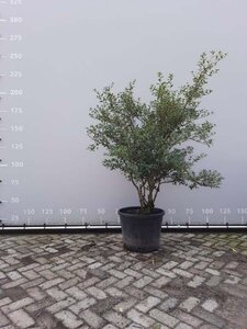 Osmanthus burkwoodii 125-150 cm met kluit meerstammig - afbeelding 2