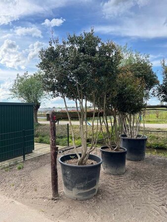 Osmanthus heterophyllus = aquifolium 250-300 cm container meerstammig