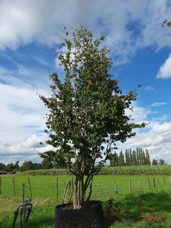 Parrotia persica 600-700 cm WRB multi-stem - image 1