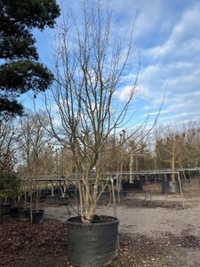 Parrotia persica 600-700 cm WRB multi-stem - image 3