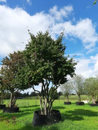 Parrotia persica 700-800 cm draadkluit meerstammig