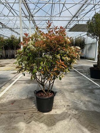 Photinia fraseri 'Red Robin'= 'Roodborstje' 175-200 cm container meerstammig