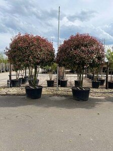 Photinia fraseri 'Red Robin'= 'Roodborstje' 250-300 cm container meerstammig - afbeelding 1