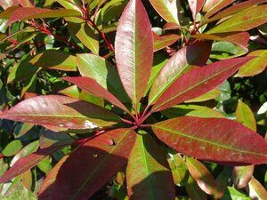 Photinia fraseri 'Red Robin'= 'Roodborstje' 250-300 cm container meerstammig - afbeelding 4