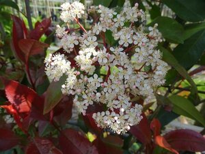 Photinia fraseri 'Red Robin'= 'Roodborstje' 250-300 cm container meerstammig - afbeelding 5