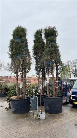 Pinus pinea 400-500 cm container meerstammig - afbeelding 1