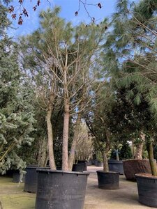 Pinus pinea 400-500 cm container meerstammig - afbeelding 3