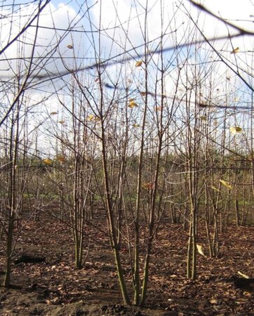 Prunus avium 200-250 cm draadkluit meerstammig