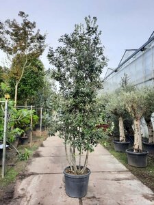 Quercus ilex 250-300 cm cont. 70L meerstammig 3 stam