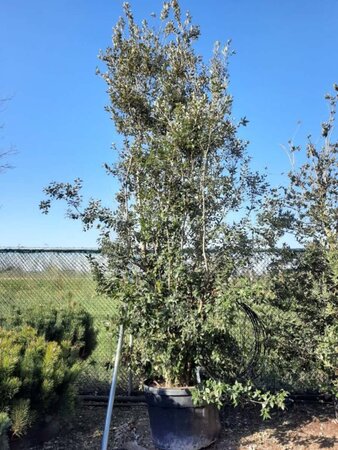 Quercus ilex 450-500 cm container multi-stem - image 9