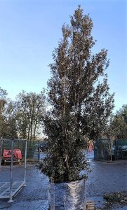 Quercus ilex 450-500 cm container multi-stem - image 7