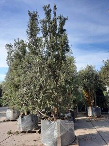 Quercus ilex 450-500 cm container multi-stem - image 14