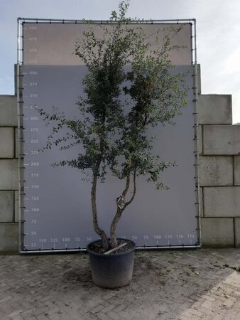 Quercus suber 300-350 cm WRB multi-stem