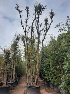 Quercus suber 450-500 cm container meerstammig - afbeelding 2