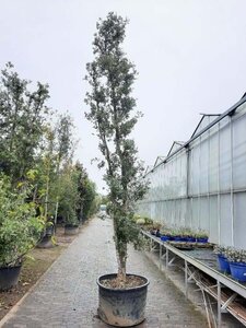 Quercus suber 450-500 cm container meerstammig - afbeelding 3