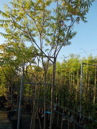 Rhus typhina 300-350 cm cont. 50L meerstammig - afbeelding 1