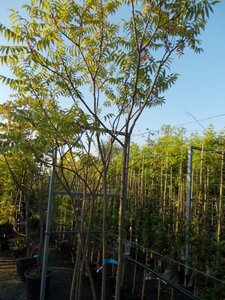 Rhus typhina 300-350 cm cont. 50L meerstammig - afbeelding 1