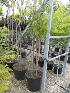 Rhus typhina 300-350 cm cont. 50L meerstammig - afbeelding 2