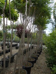 Rhus typhina 300-350 cm cont. 50L meerstammig - afbeelding 3