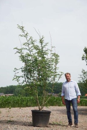 Zanthoxylum simulans 250-300 cm cont. 130L meerstammig - afbeelding 1