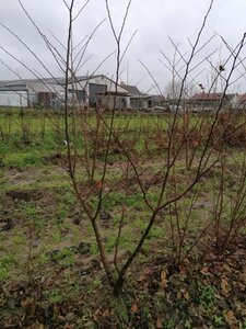 Zelkova serrata 150-175 cm draadkluit meerstammig