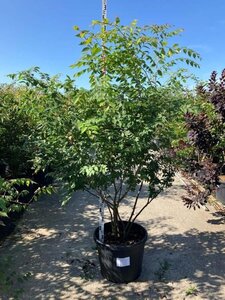 Zelkova serrata 175-200 cm cont. 90L meerstammig - afbeelding 4