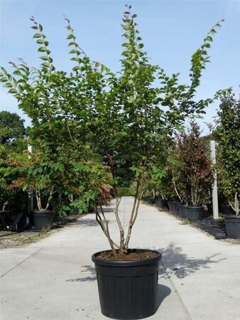 Zelkova serrata 175-200 cm cont. 90L meerstammig - afbeelding 1