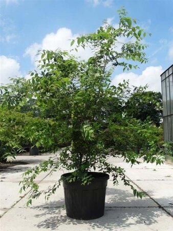 Zelkova serrata 250-300 cm cont. 130L meerstammig - afbeelding 1