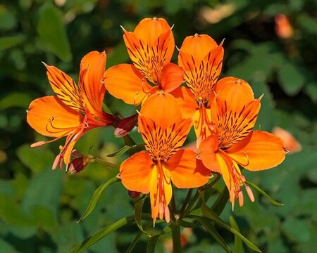 Alstroemeria a. 'Orange King' geen maat specificatie 0,55L/P9cm