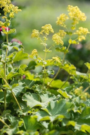 Alchemilla mollis geen maat specificatie cont. 3,0L - afbeelding 3