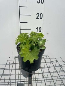 Alchemilla mollis geen maat specificatie cont. 3,0L - afbeelding 5