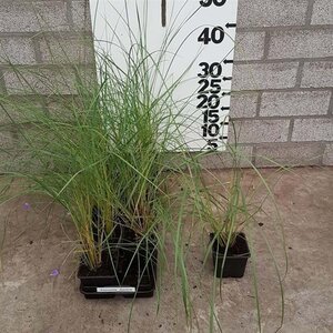 Ammophila arenaria geen maat specificatie 0,55L/P9cm - afbeelding 2