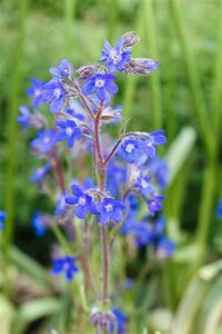 Anchusa azurea geen maat specificatie 0,55L/P9cm - afbeelding 1