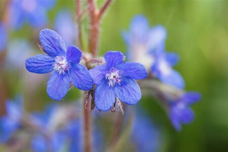 Anchusa azurea geen maat specificatie 0,55L/P9cm - afbeelding 2