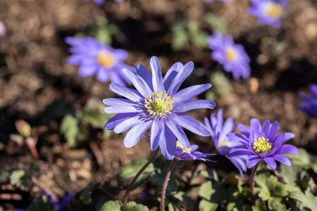 Anemone blanda 'Blue Shades' geen maat specificatie 0,55L/P9cm - afbeelding 2