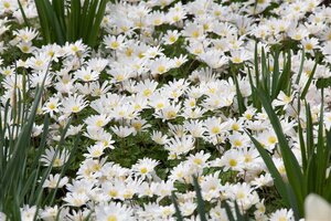 Anemone blanda 'White Splendour' geen maat specificatie 0,55L/P9cm - afbeelding 1